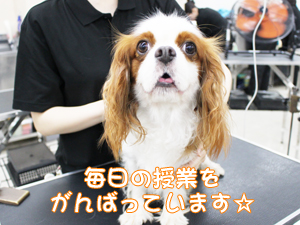 ☆１年生のトリミング実習☆